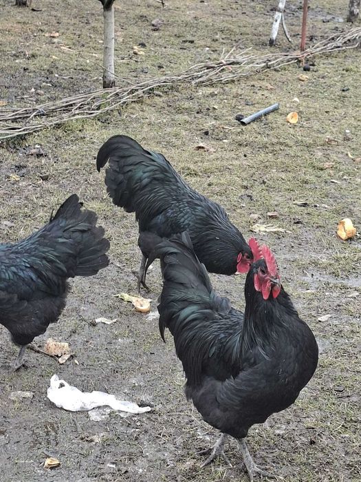 Cocosi australorp