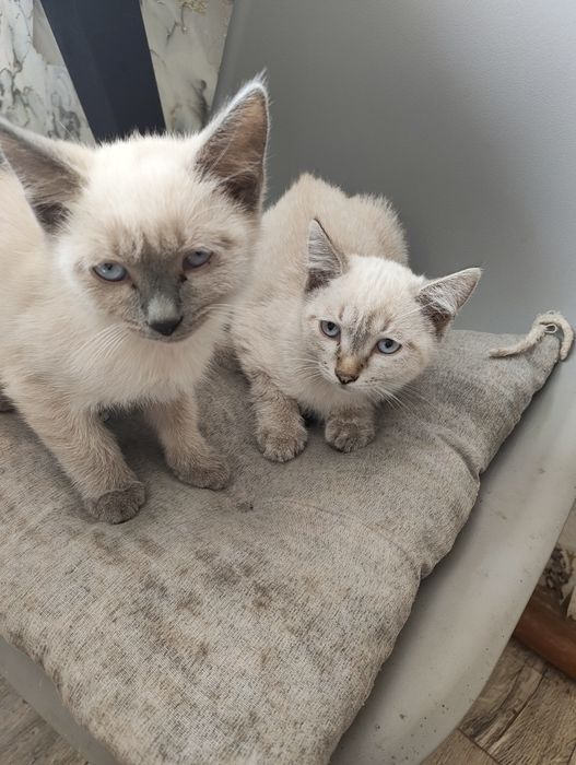 Отдам котят в хорошие руки