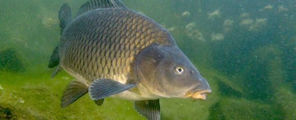 Живая рыба, сазан, карп