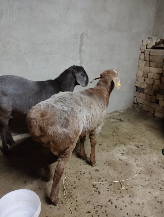 Қошқар семіз, 3 ай бидай жеген