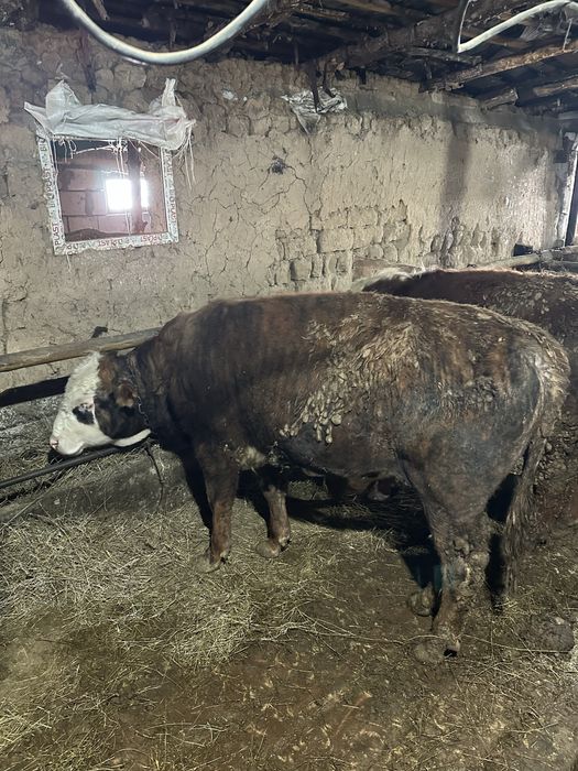 Продам бычков на доращивание