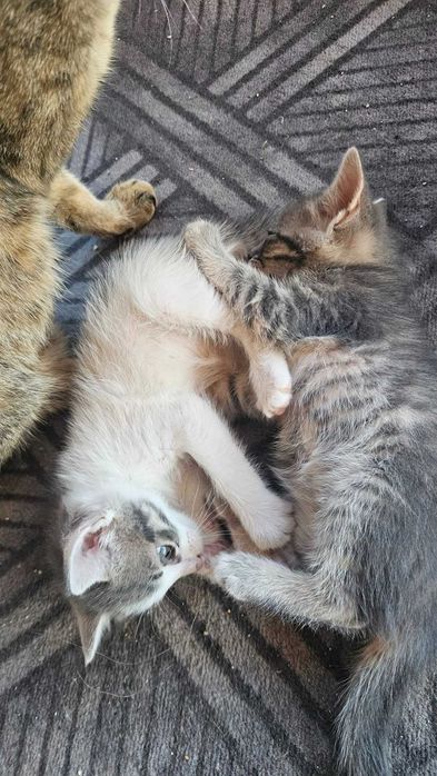 Подаряваме прекрасни малки котенца