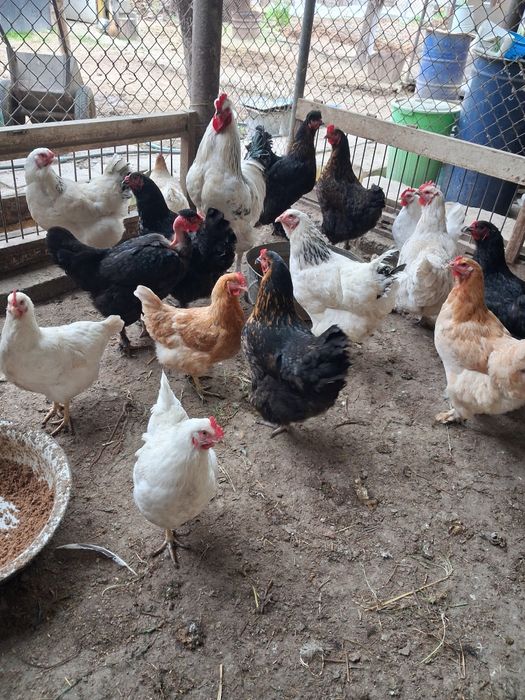 Инкубацыонные яйца