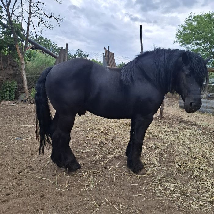 Vând armăsari perchie
