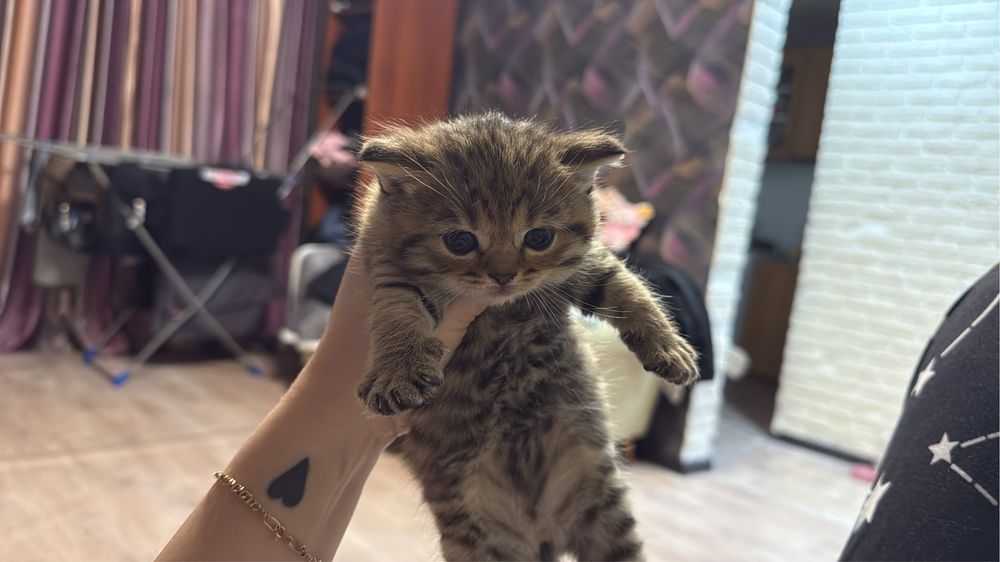 Шотландские котята