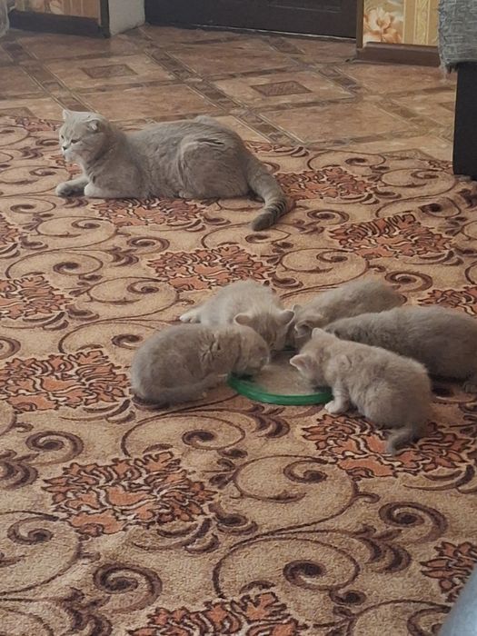 Продам  котят . Британские чистокровные. Скотишь фолд.