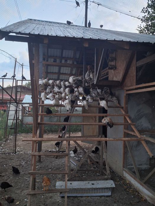 Vand pasari de curte. Cocosi,gaini,curcisi curcani,cocosi pfoenix si cochinchina pitic.