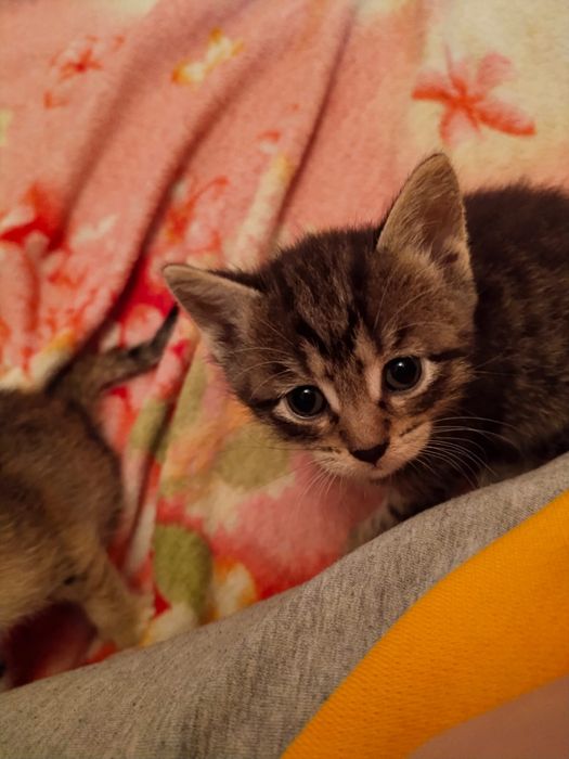 Продам малышей в добрые руки