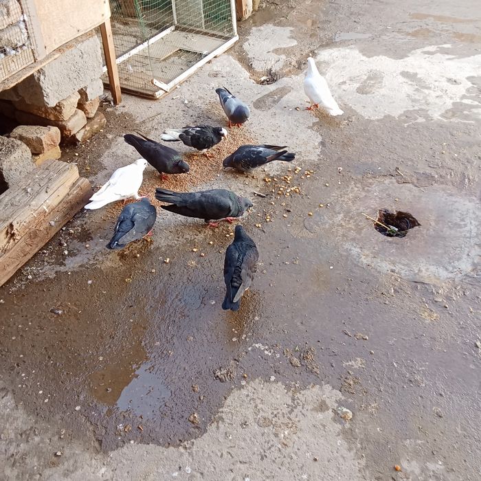 Каптарла сотилади Бир жойга