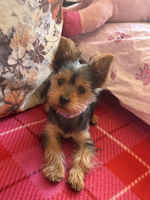 Yorkshire terrier fetita