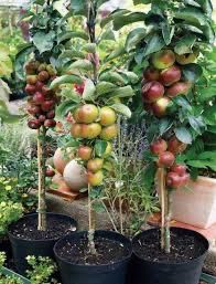 Pomi fructiferi columnari calitatea 1