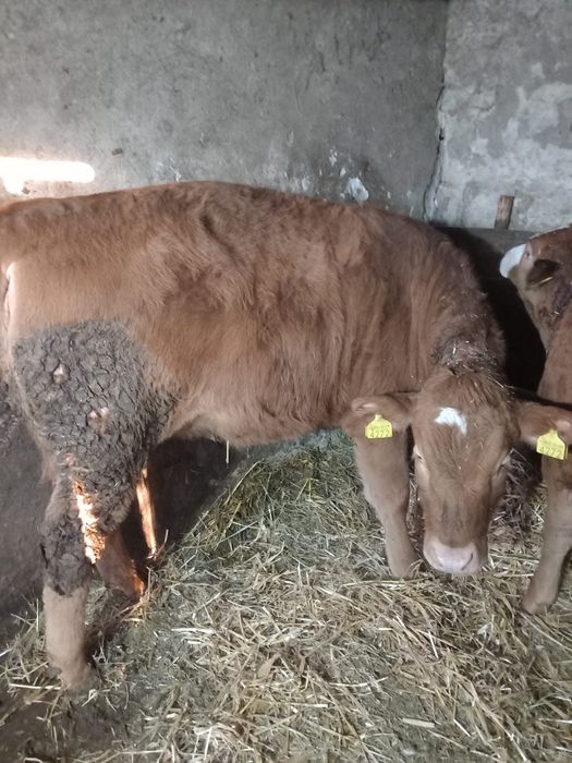 Vând juninca 10 luni