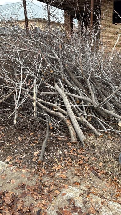 Ағаш шымкент қаласы