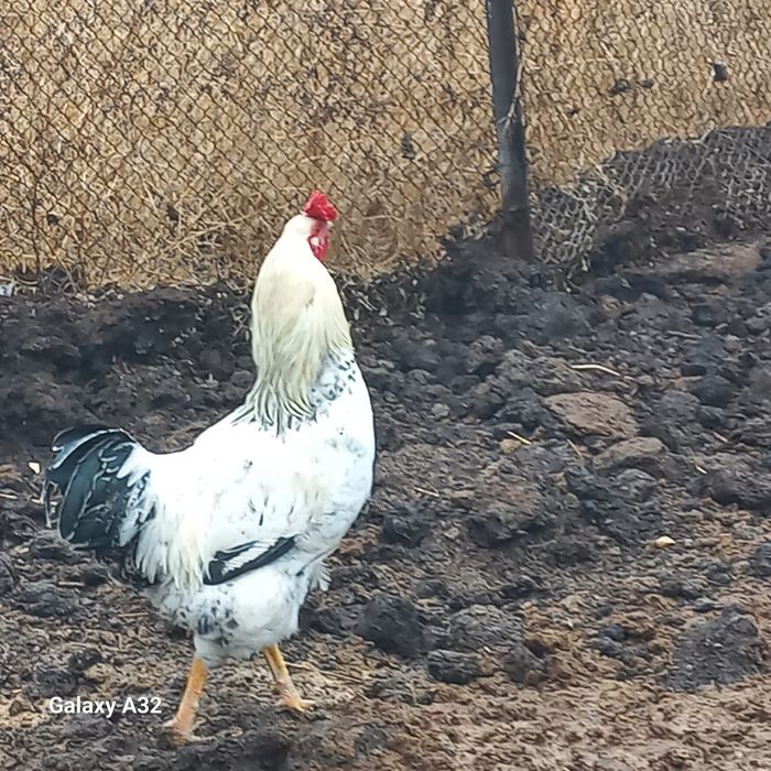 Петух петуха 2шт