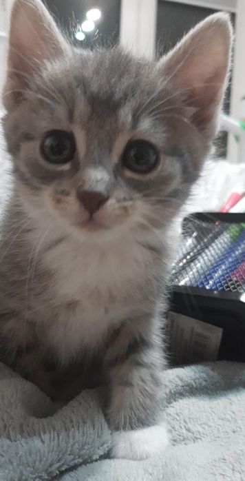 Продаю котят по 3500тг!