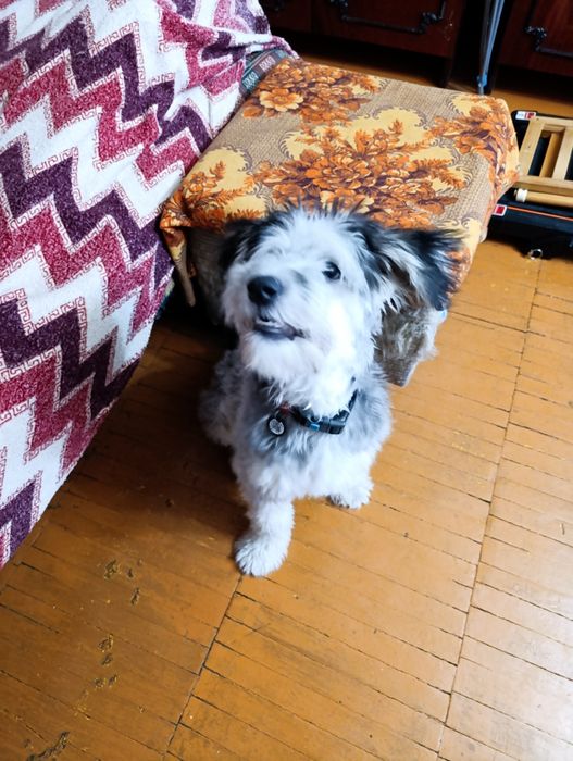 Ирландский терьер