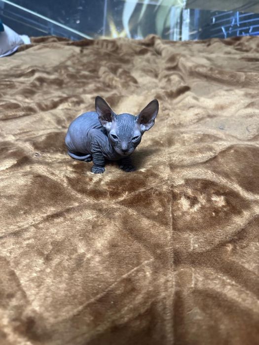 Котета сфинкс милахи