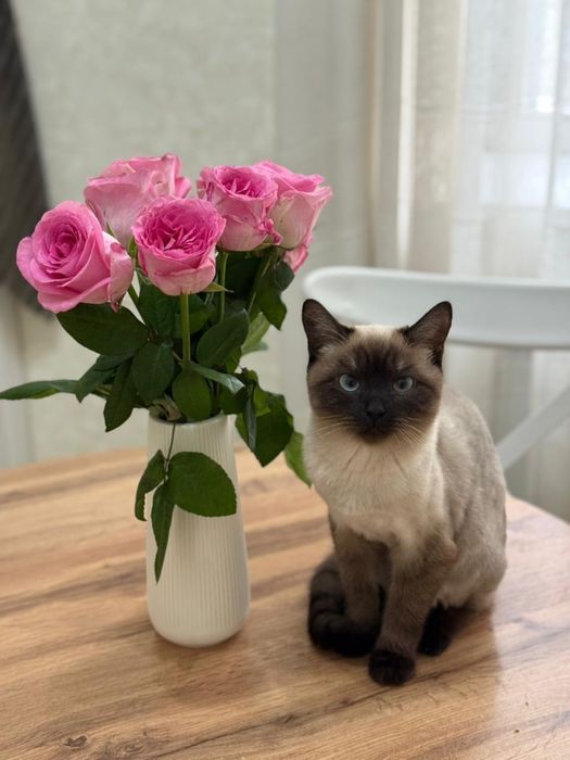 Сиамска кошка бесплатно