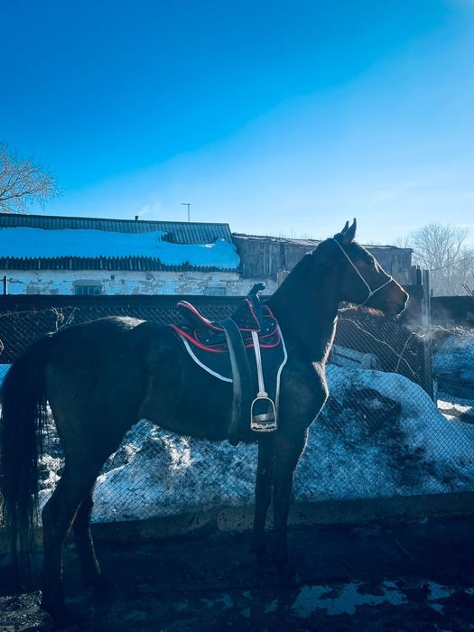 Продам лошадь чистокровный