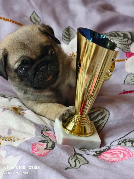 Продам щенка Мопса.