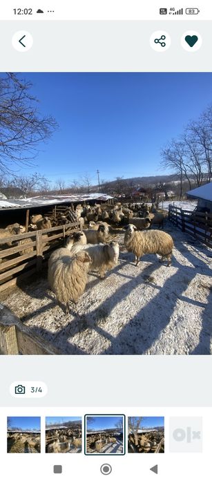 Vând 80 de oi afata