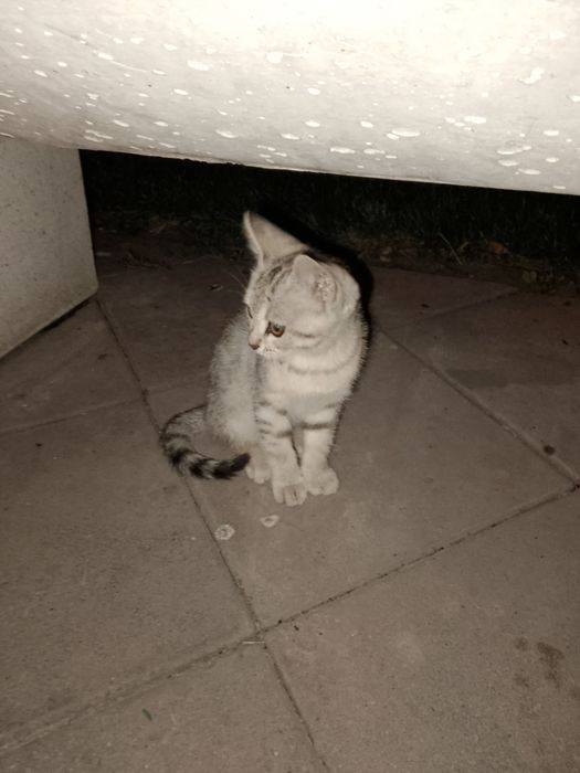 хороший котенок,девочка