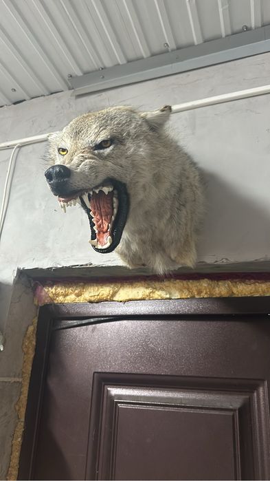 Волк кейп имитация