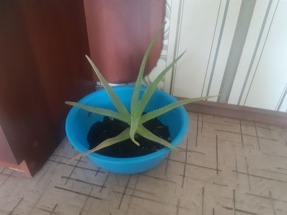 Алоэ  лечебный домашние