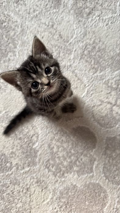 Котенок в добрые руки