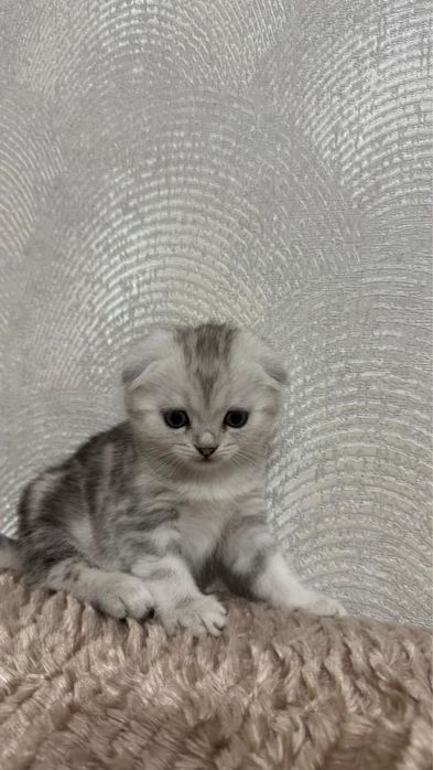 Котенок скоттиш фолд