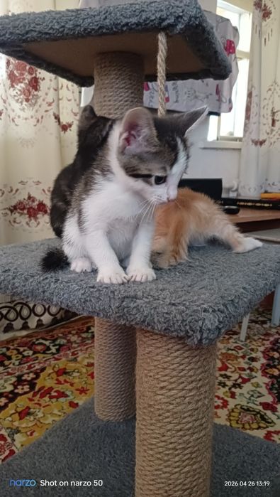 Отдам котят даром!