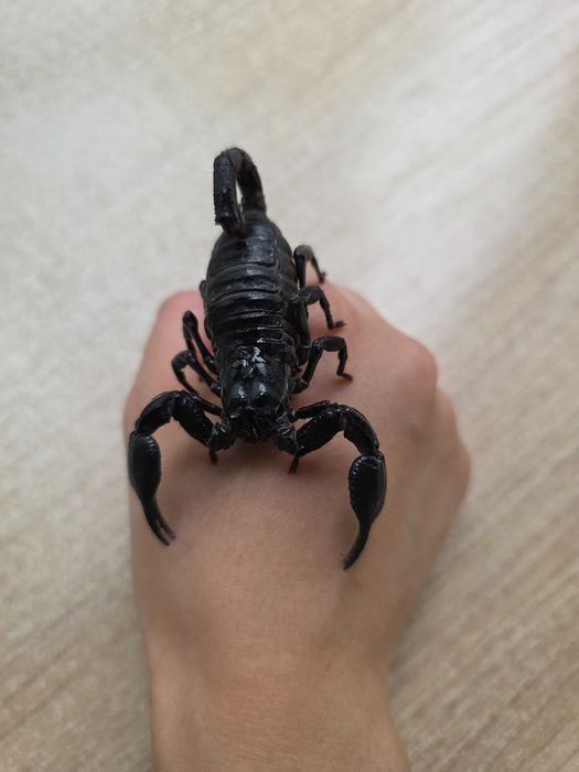Скорпион Heterometrus spinifer