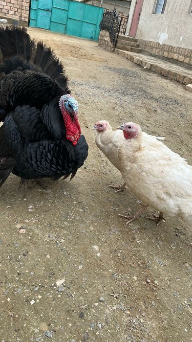 Каз ундук тауык сатылады