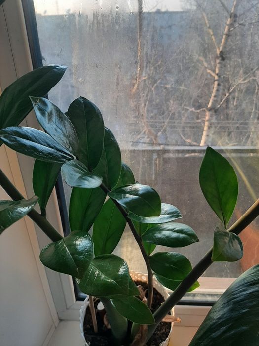 Продам большой цветок Эухарис