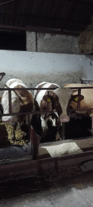 Vînd viței frumoşi