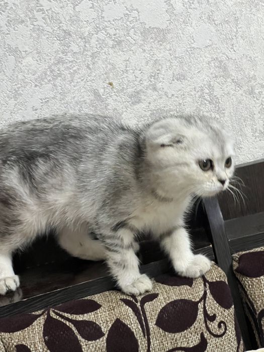 Шеншилла серебристый вислаухий