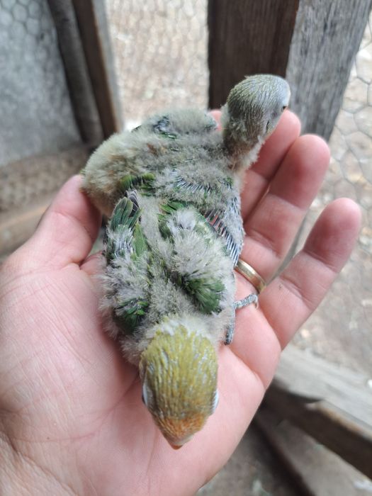 Vând  papagali agapornis