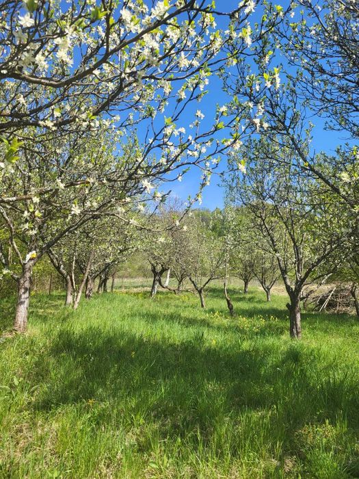 Teren intravilan de vanzare 15 ari Valea Jelnei/Jelnii