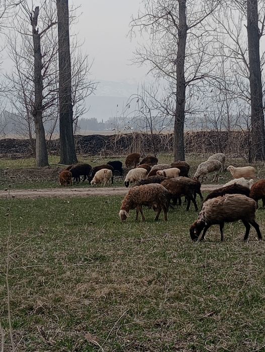 Козылы койлар сатылады