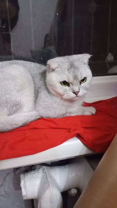 Передержка кошек.Содержание в домашних условиях .Фото и видео отчёты .