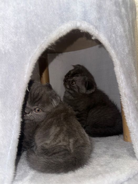 Шотландский вислоухий, котята
