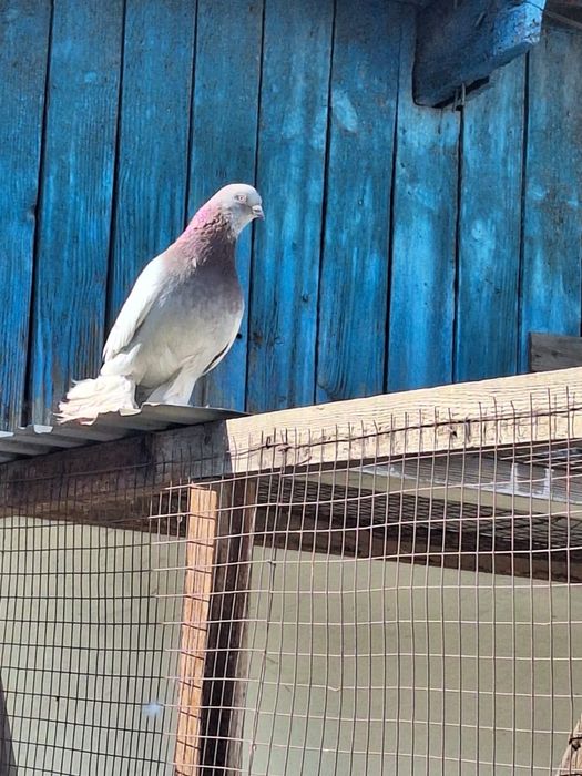 Продам голубей молодых