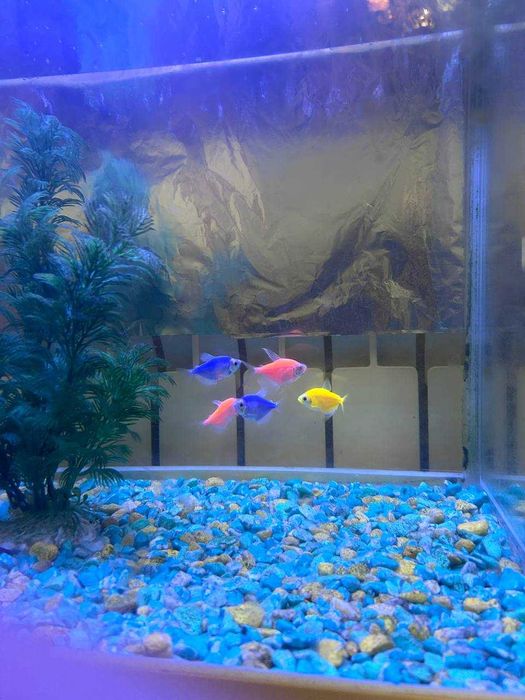 Аквариум с рыбками - 60 литр