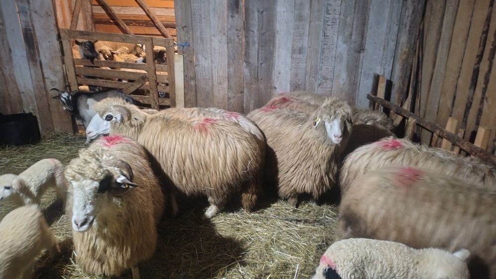 Oi  alese de vânzare