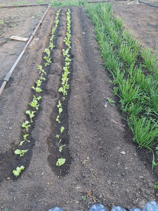 Дача, общество "Союз"