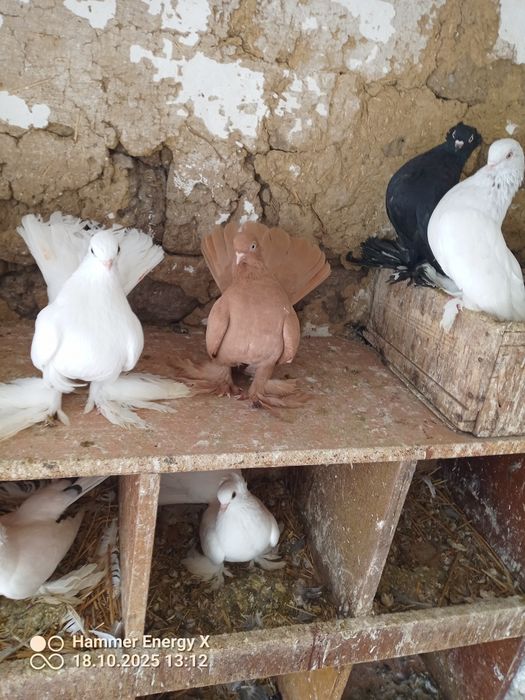 Гълъби Декорация