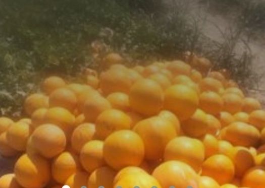 Продаётся Семена дыни бакинка очень хороший сорт