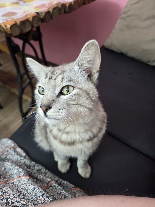 Отдам в добрые руки кот