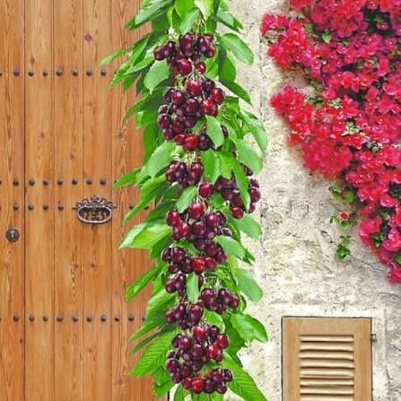 Cireș columnar Santa Maria ambalati