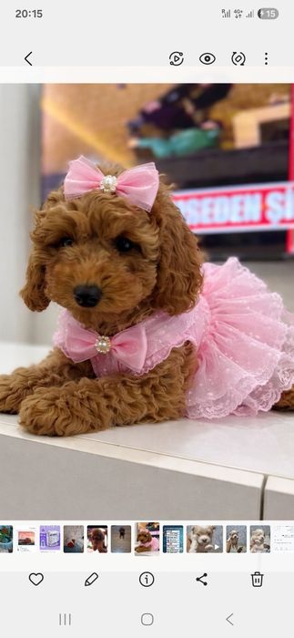 Чудесные щенки осталься девочка и мальчик